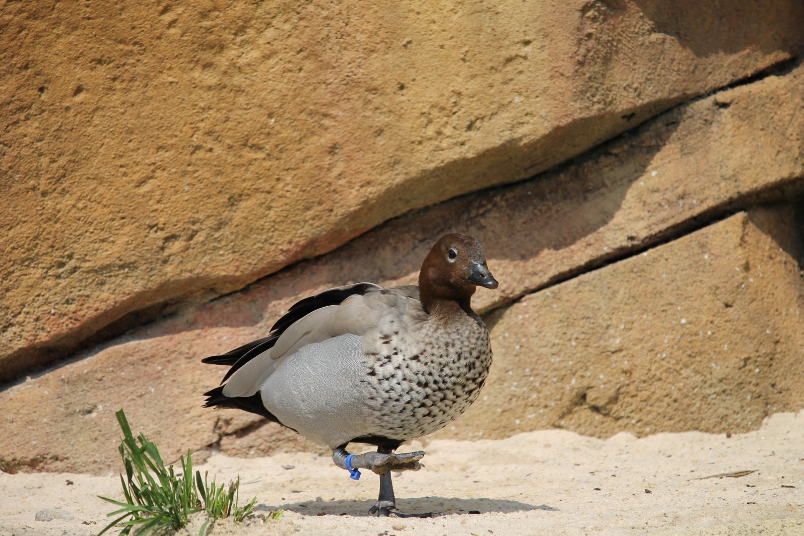 Australian wood duck (Chenonetta jubata)
