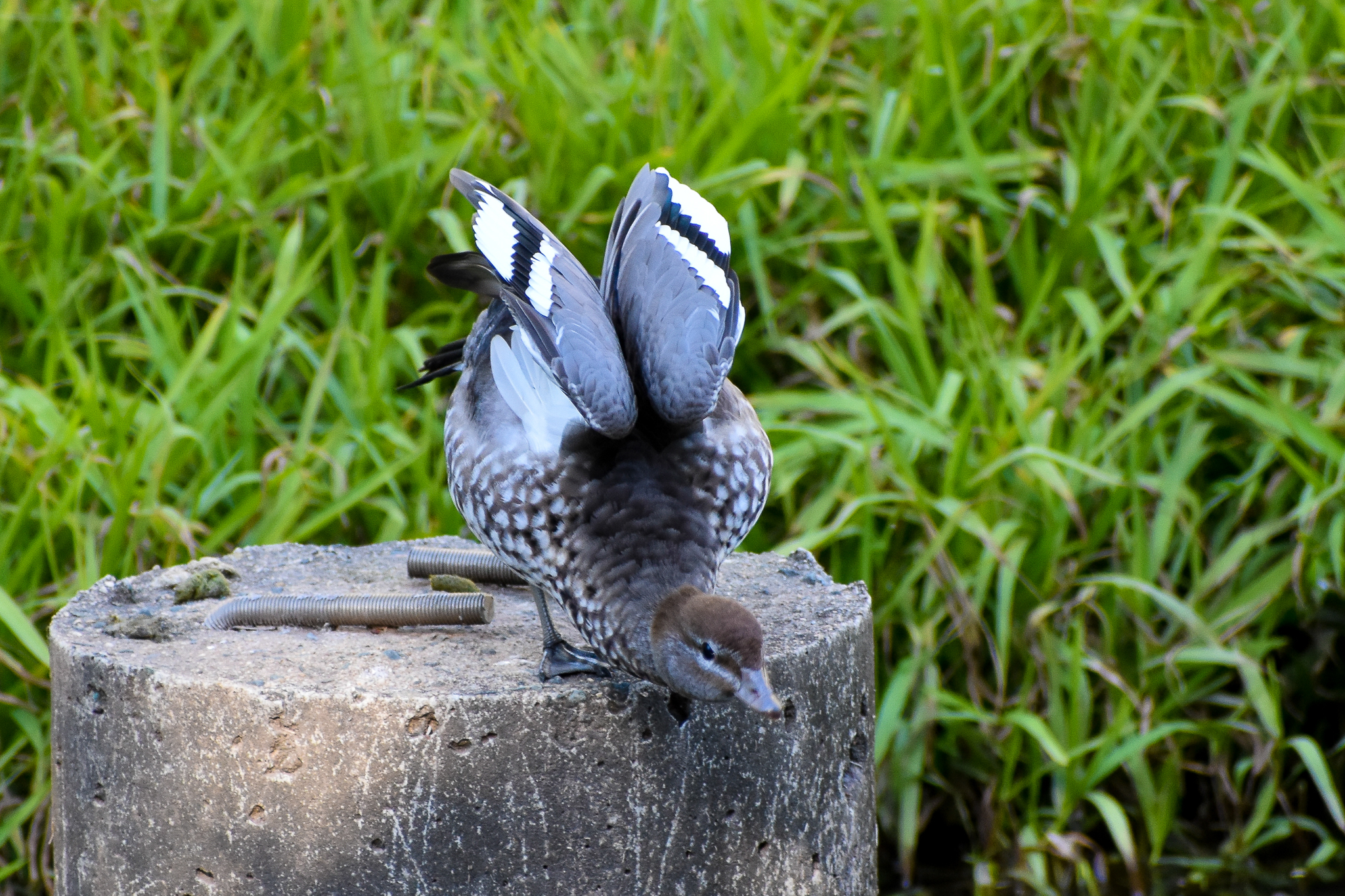 Australian Wood Duck (Chenonetta jubata)