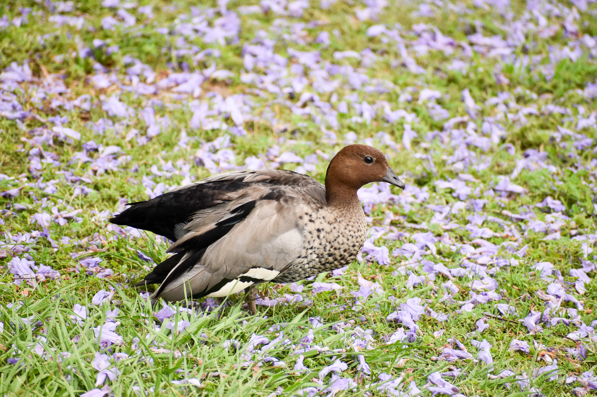 Australian Wood Duck (Chenonetta jubata)