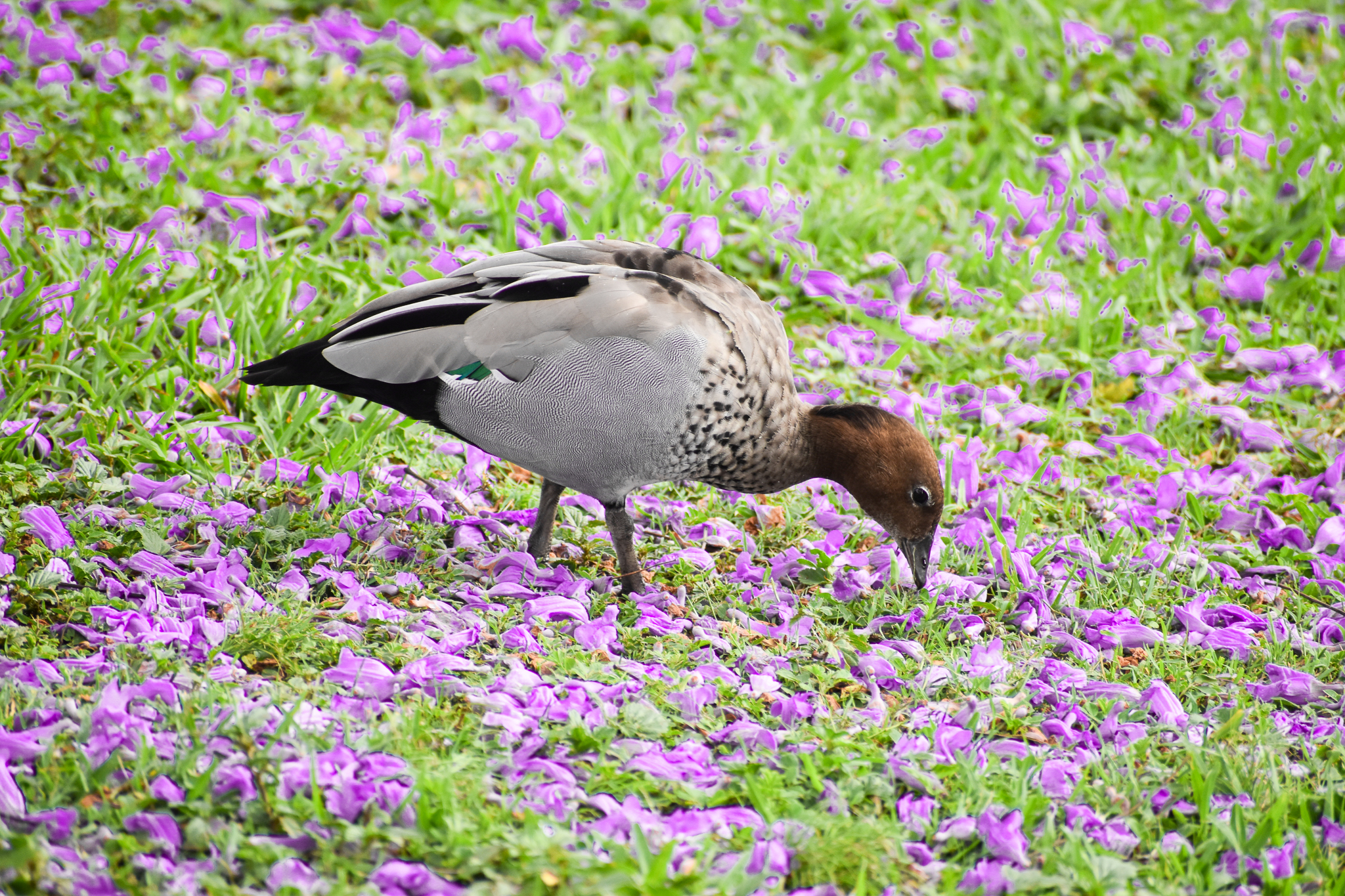 Australian Wood Duck (Chenonetta jubata)