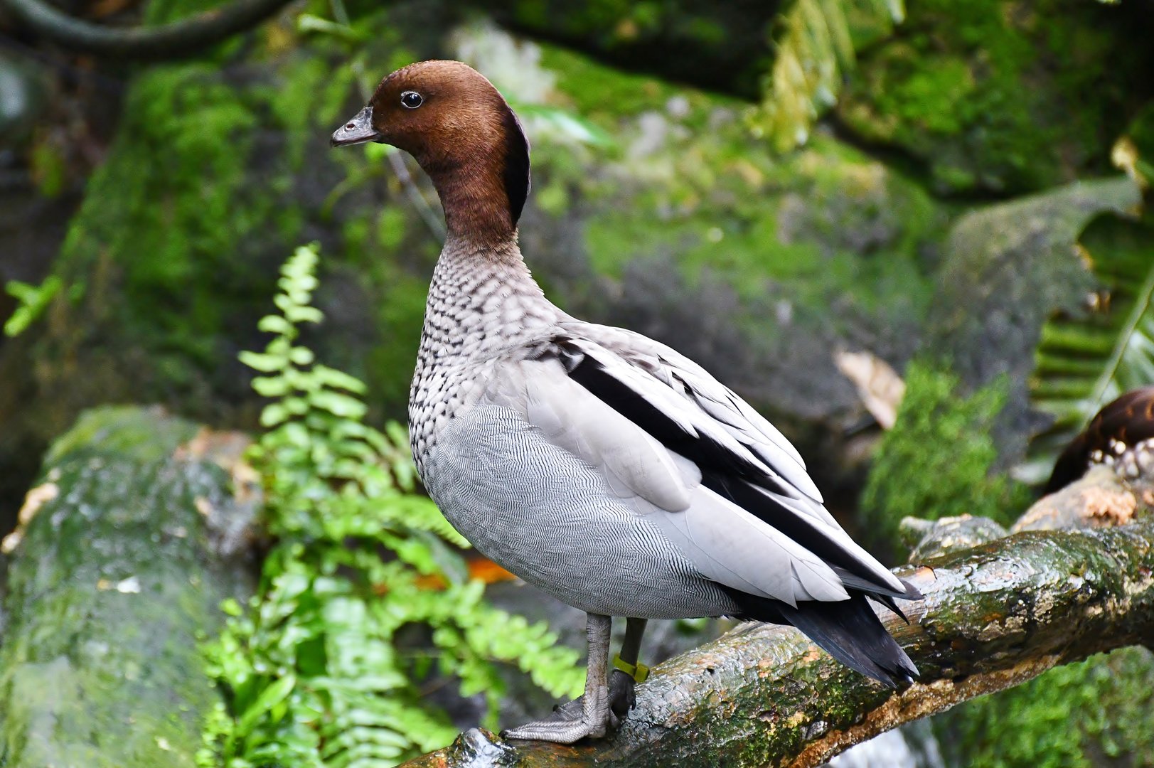 Australian Wood Duck (Chenonetta jubata)
