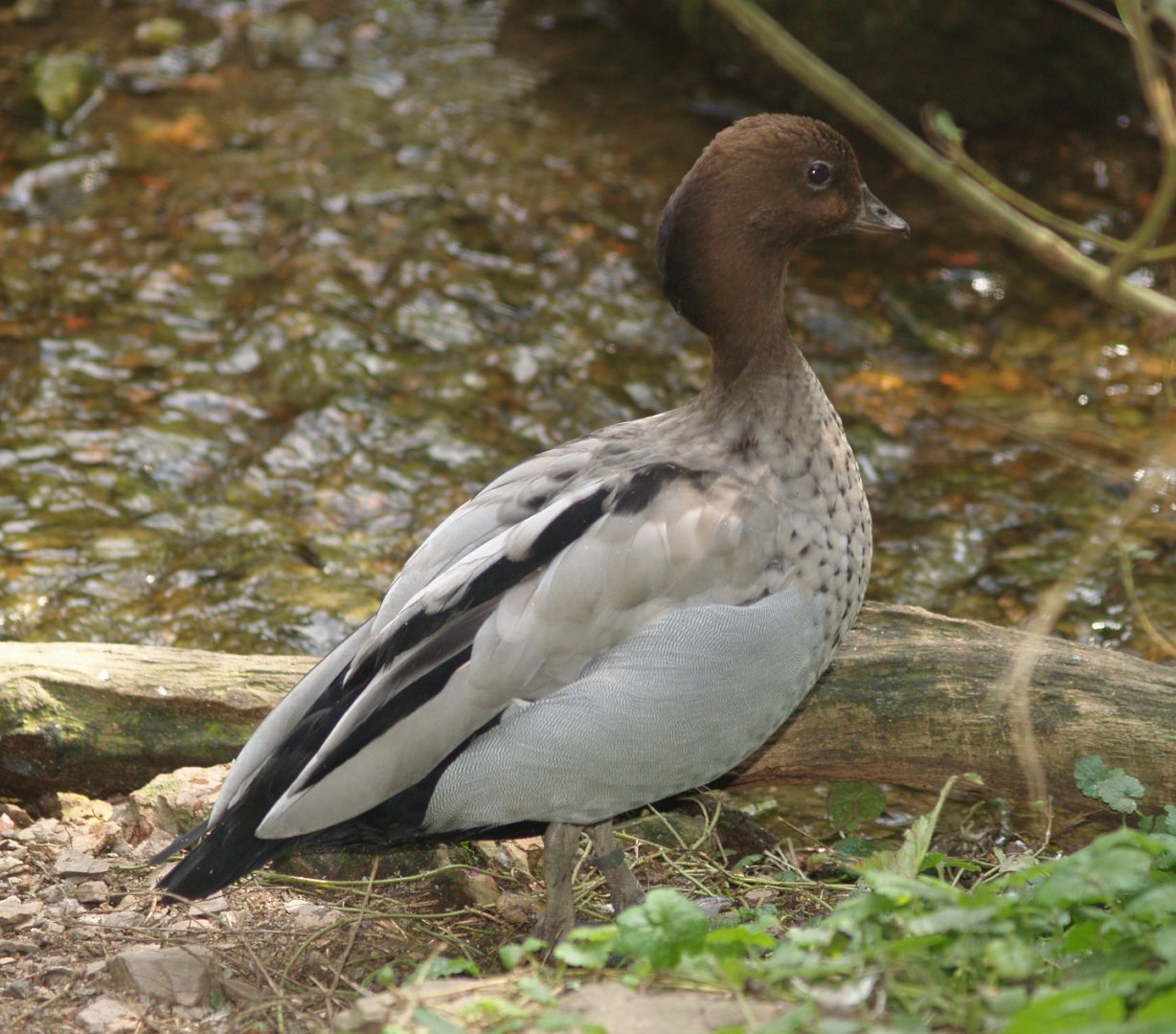 Australian wood duck drake (Chenonetta jubata), 2006-08-23