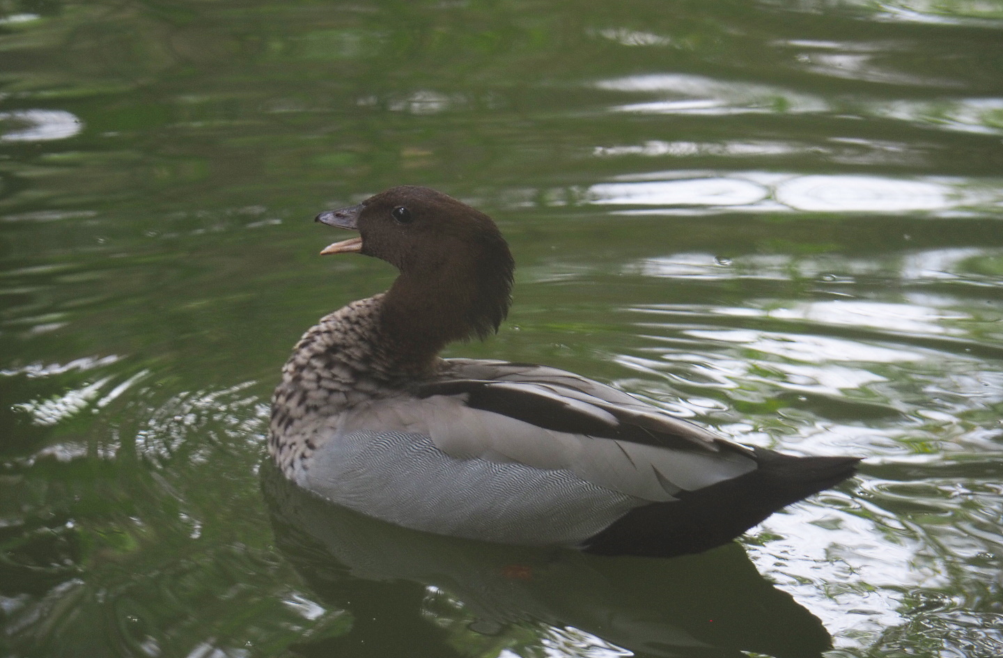 Australian wood duck drake (Chenonetta jubata), 2021-07-20