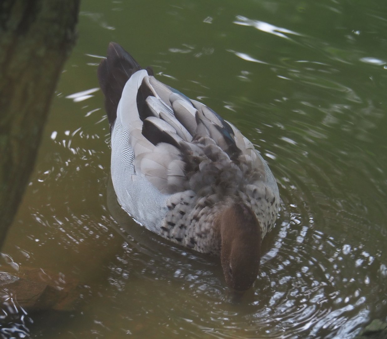 Australian wood duck drake (Chenonetta jubata), 2021-07-20