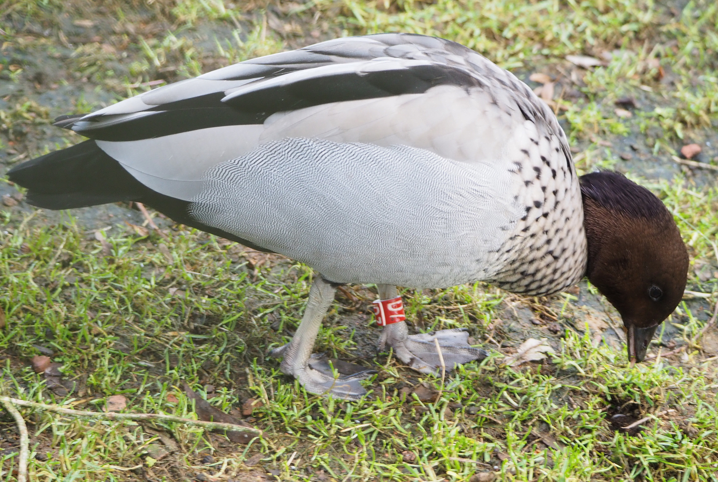 Australian wood duck drake (Chenonetta jubata), 2021-11-23