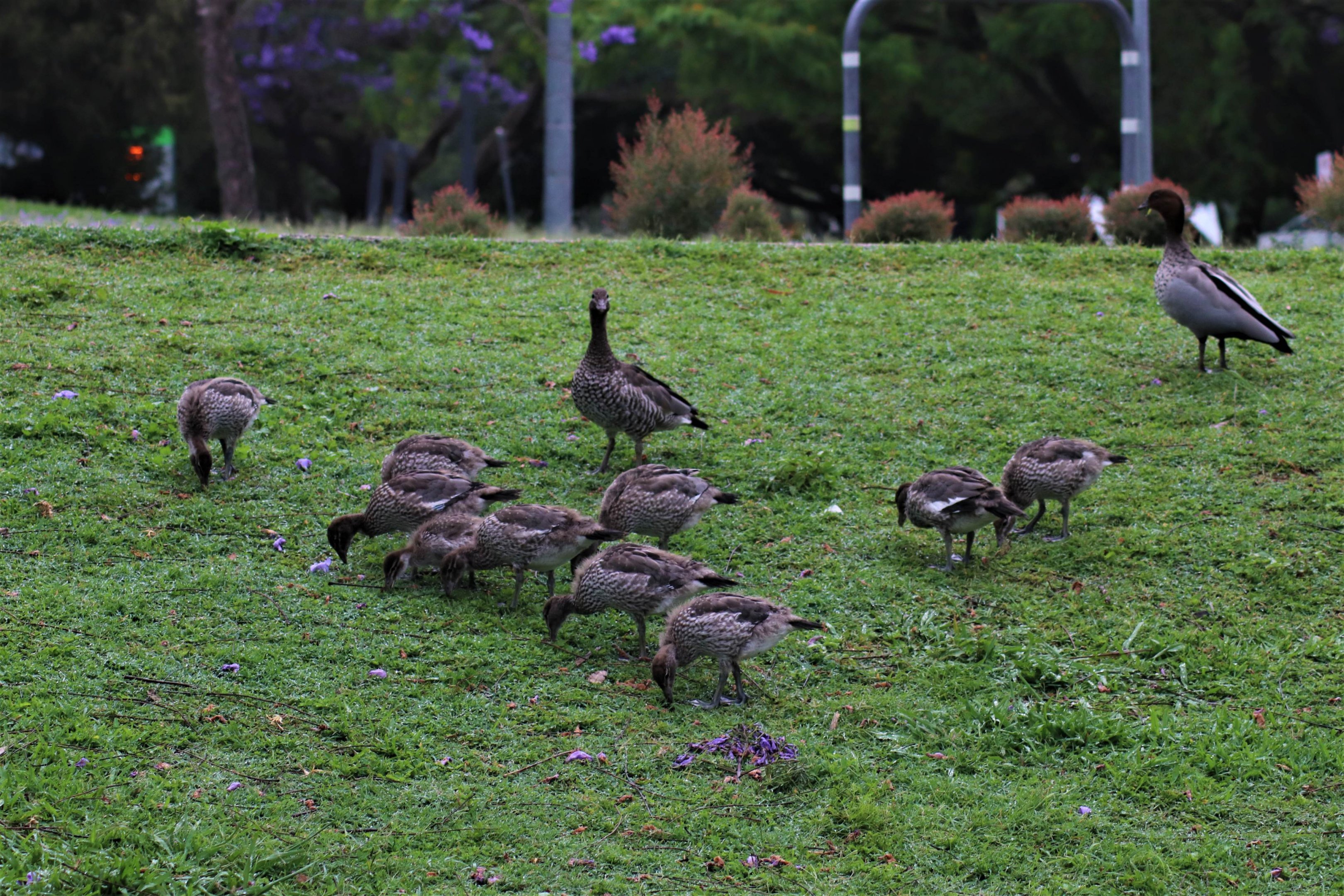 Australian Wood Duck Family (Chenonetta jubata)