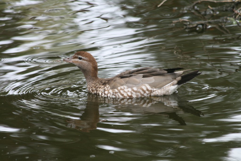 Australian Wood Duck female