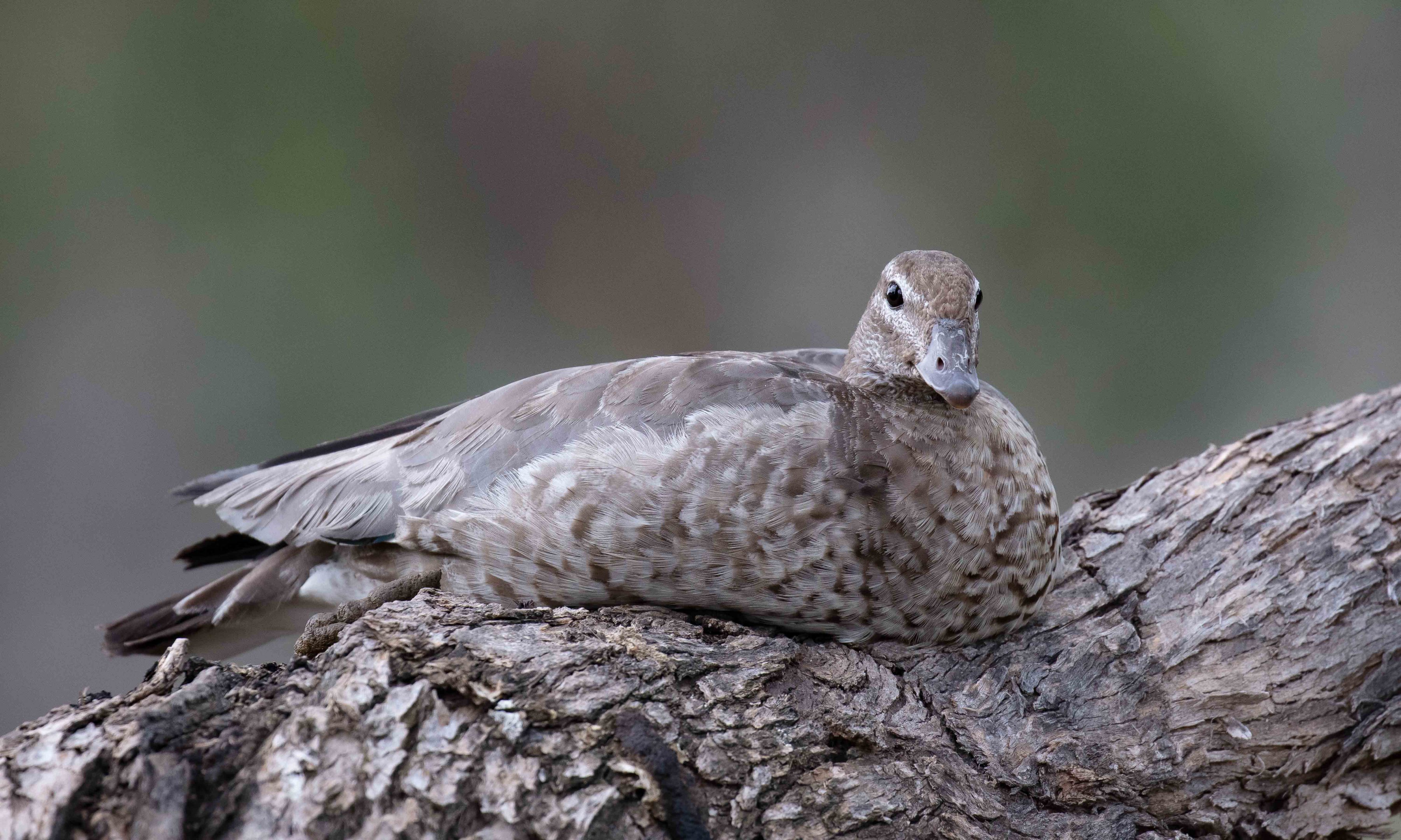 Australian Wood Duck immature