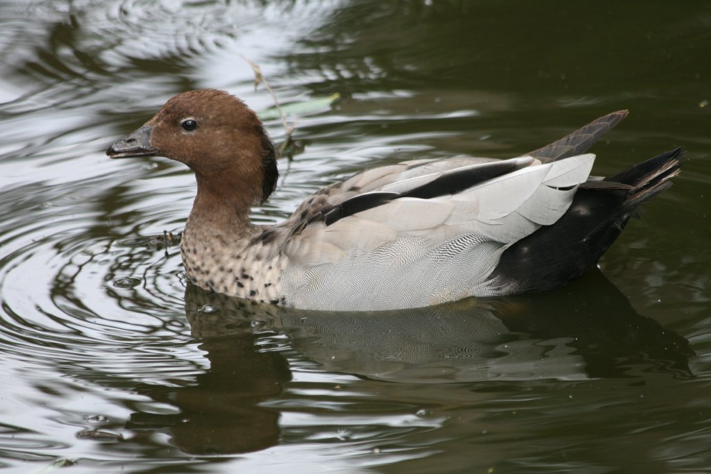 Australian Wood Duck male
