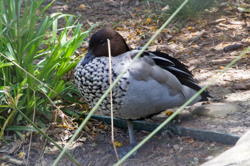 Australian Wood Duck or Maned Goose (Chenonetta jubatus)
