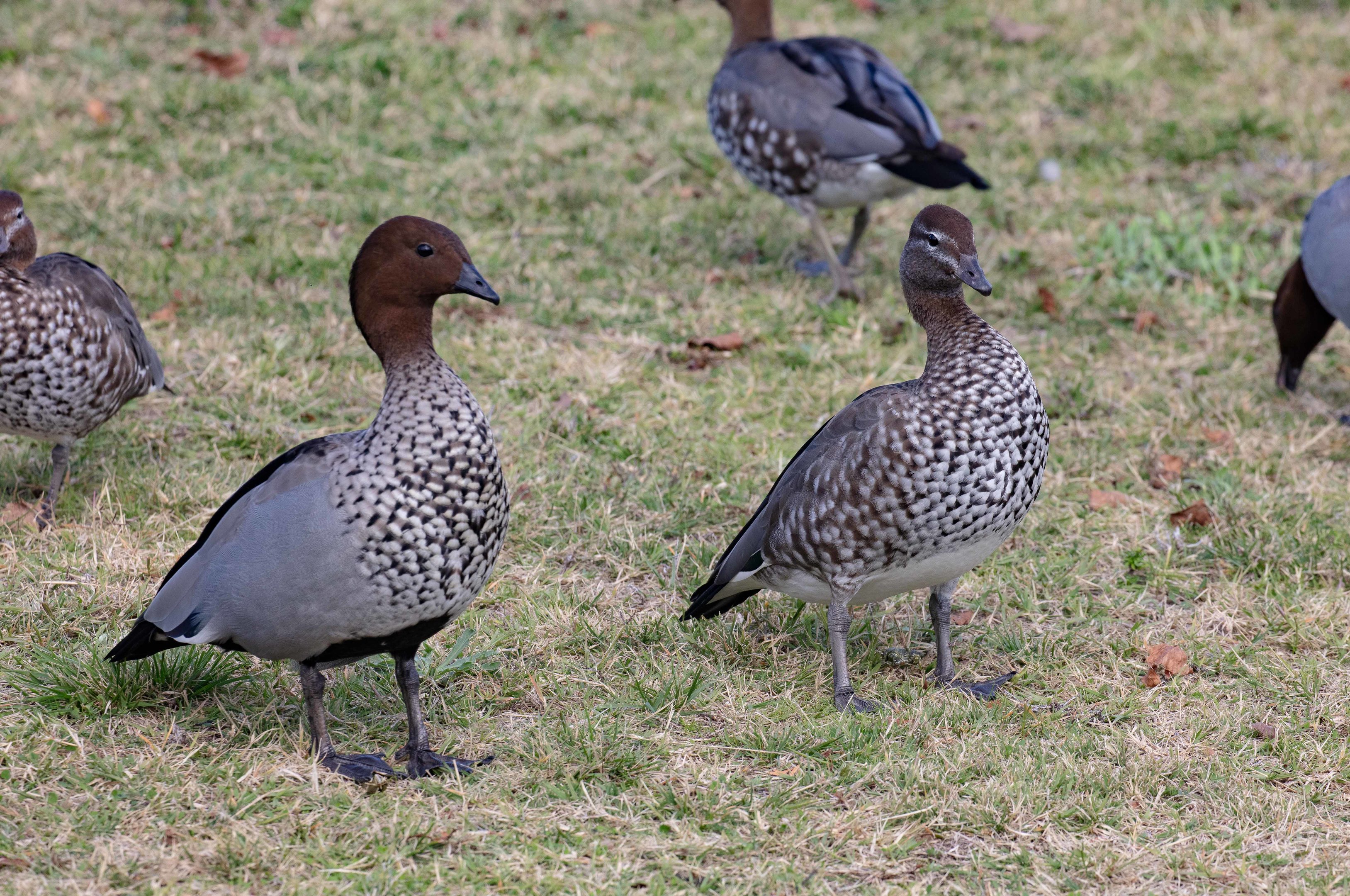 Australian Wood Duck pair