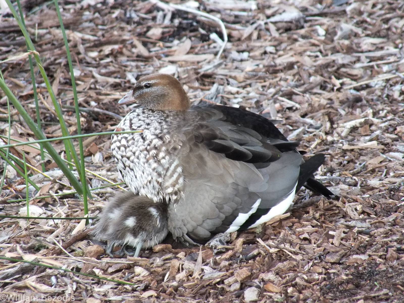 Australian Wood Duck with Ducklings