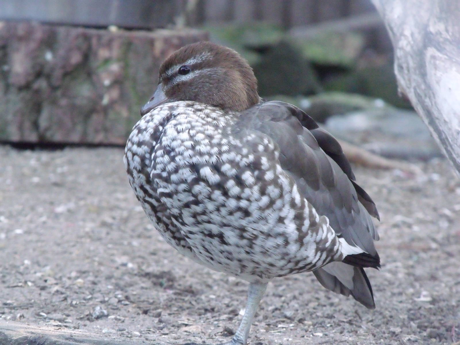 Australian Wood duck