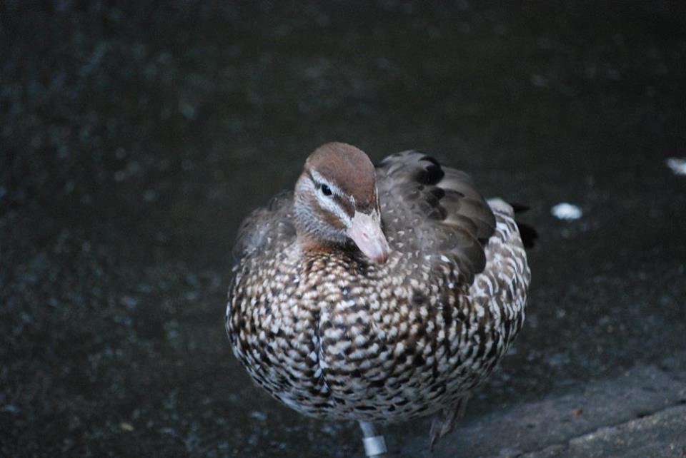 Australian Wood Duck