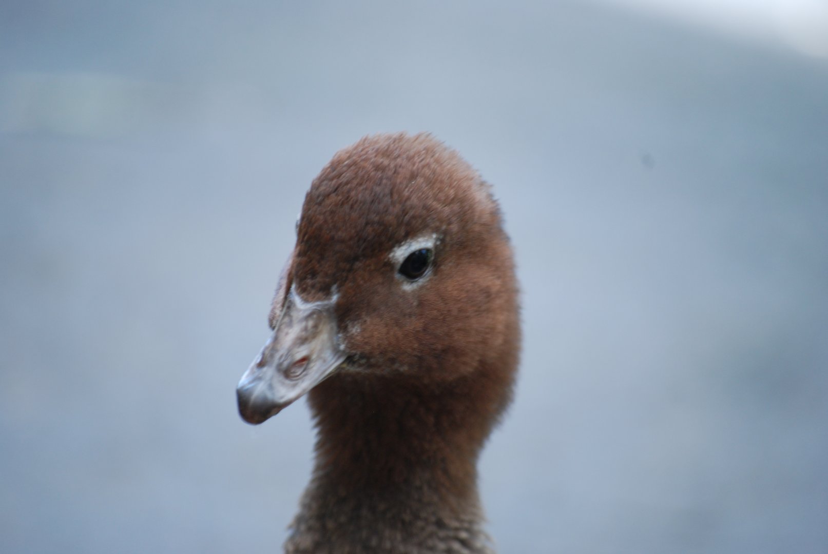Australian Wood Duck