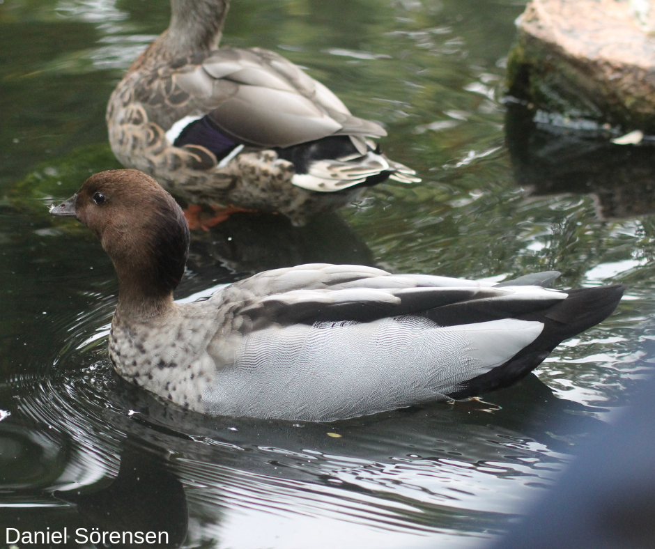 Australian wood duck