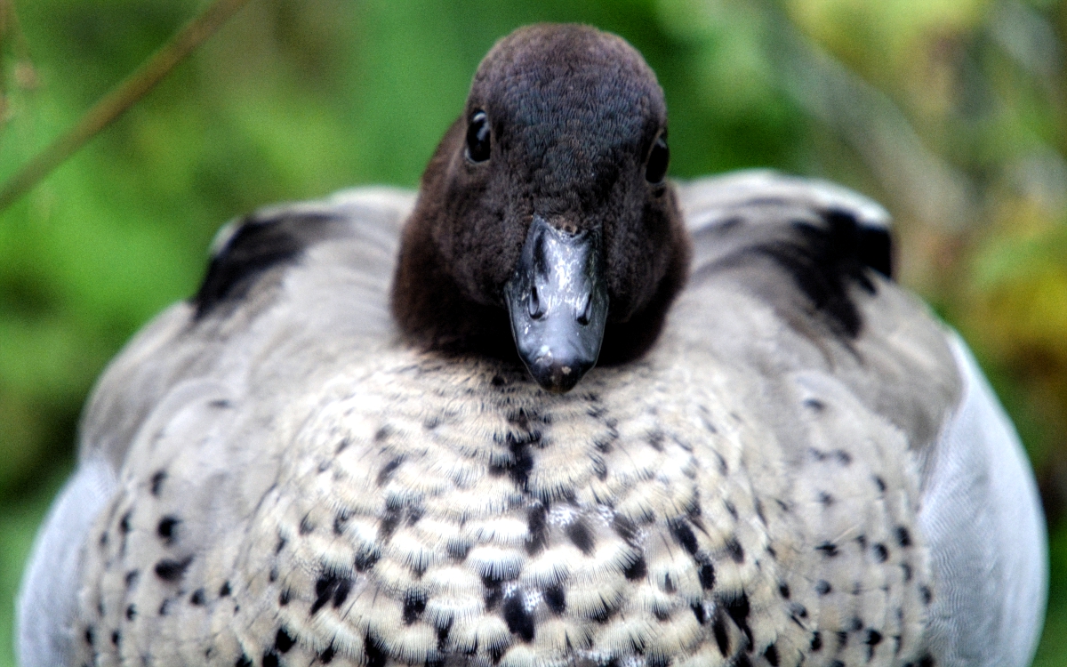 Australian Wood Duck