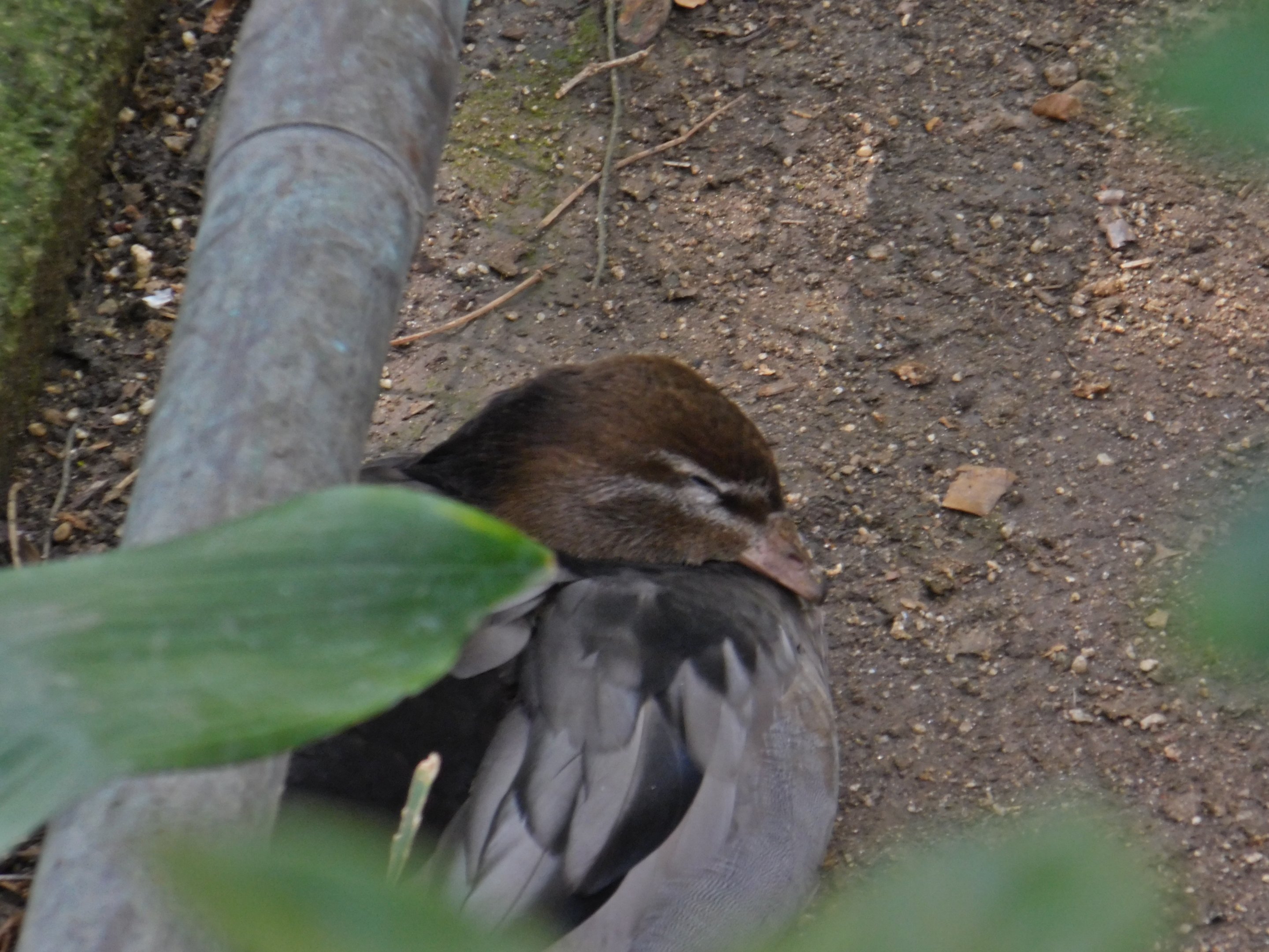 Australian Wood Duck