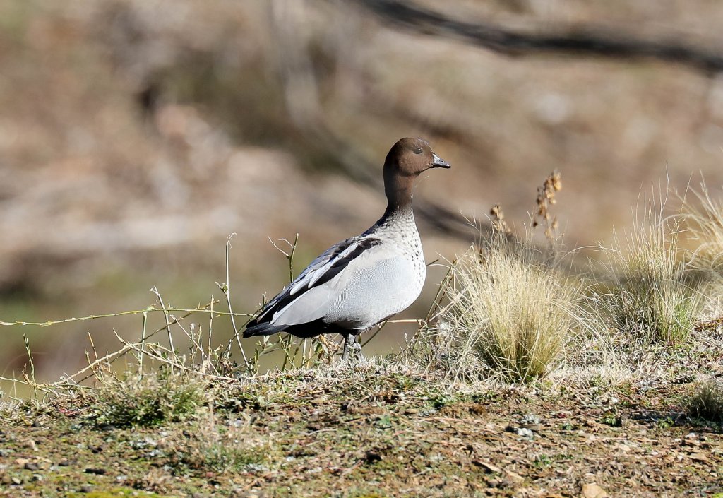 Australian Wood Duck