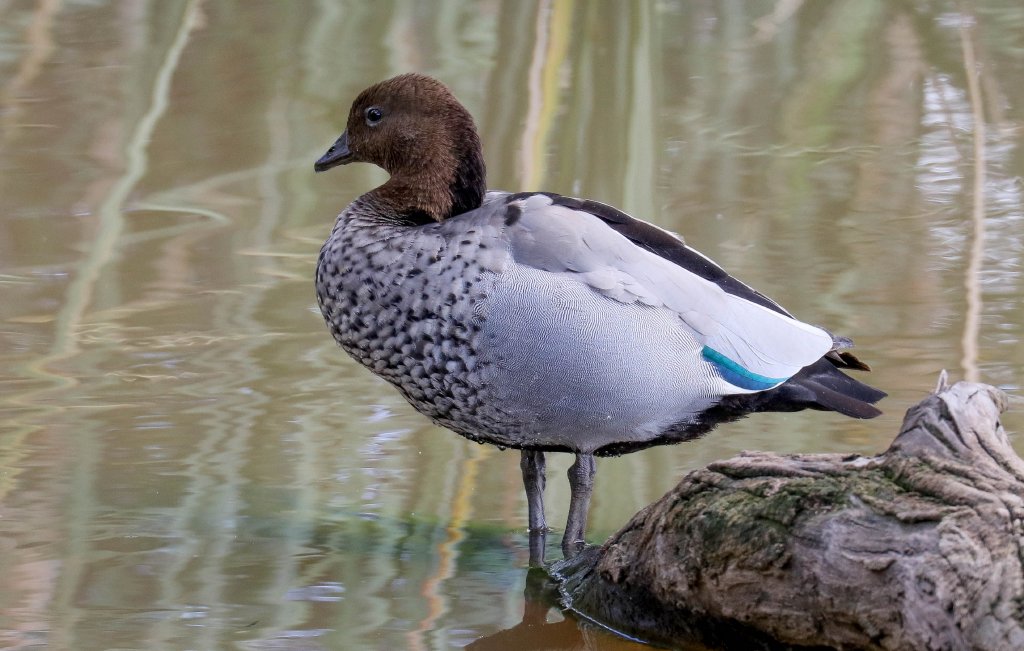 Australian Wood Duck