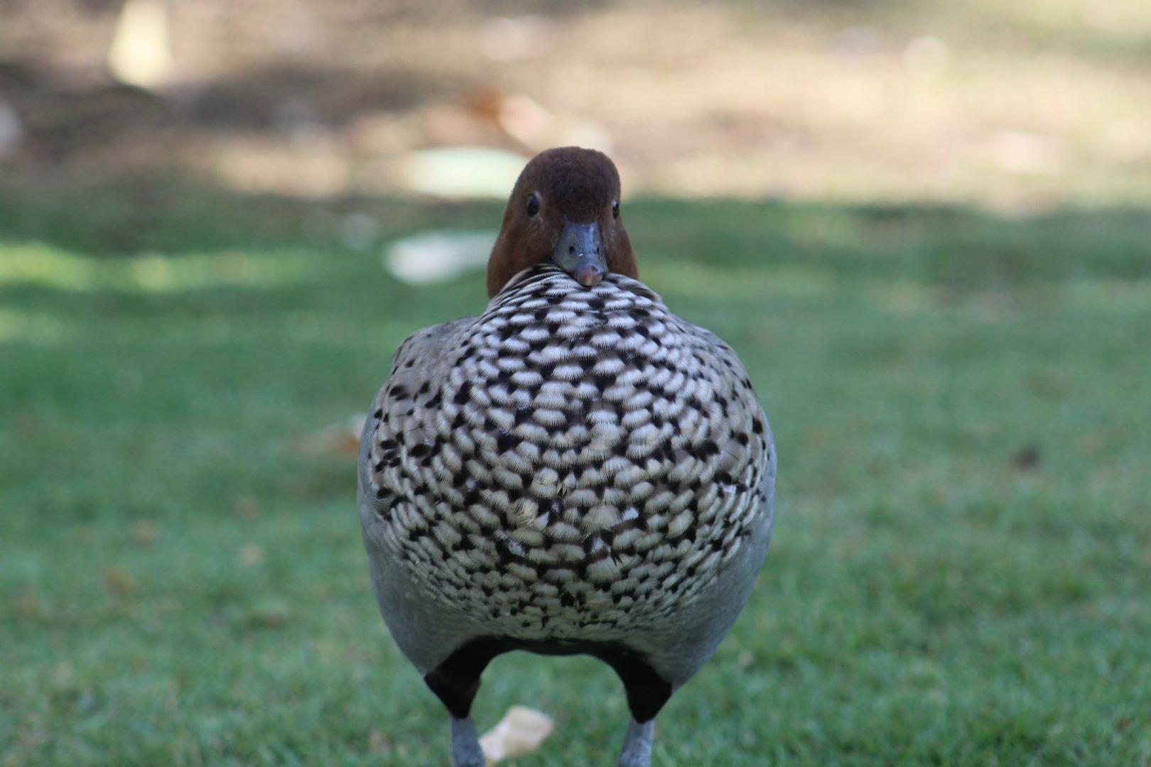 Australian Wood Duck