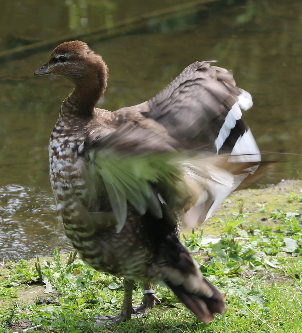 Australian wood duck