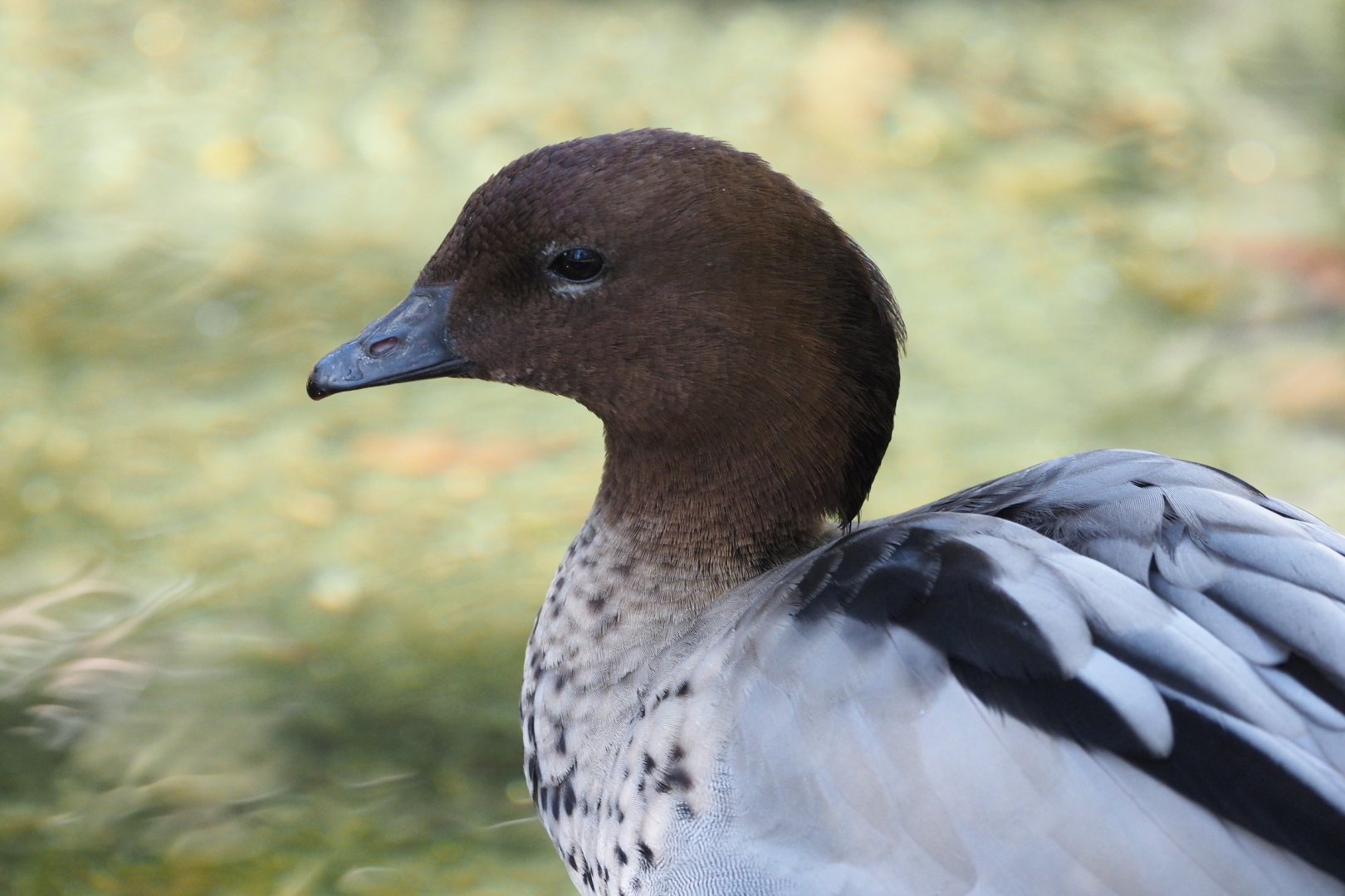 Australian wood duck