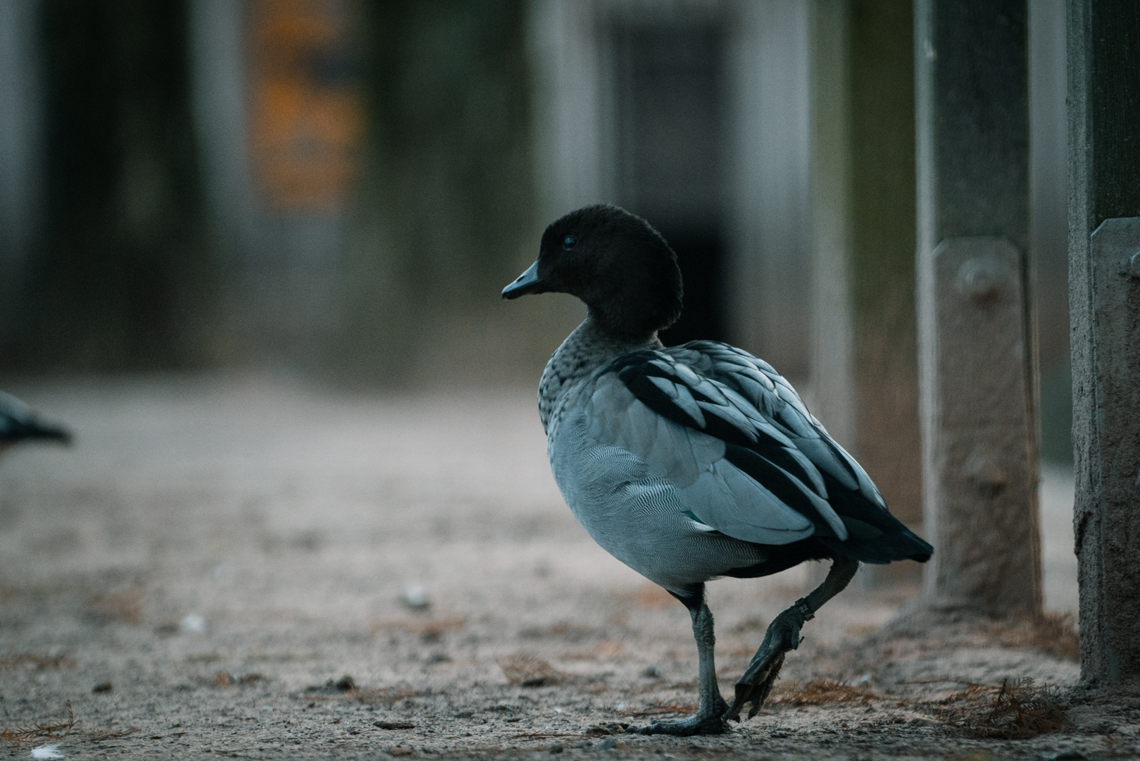 Australian Wood Duck