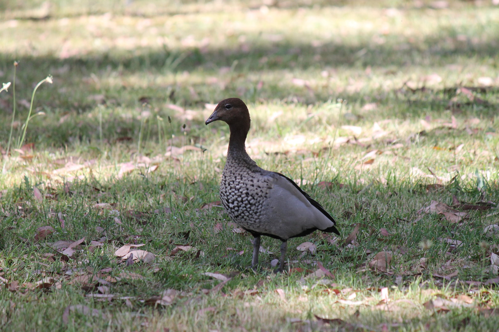 Australian Wood Duck