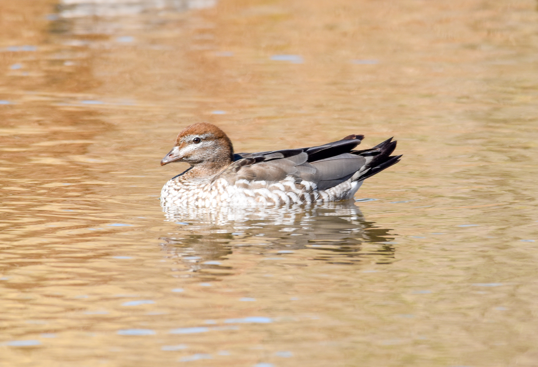 Australian Wood-Duck