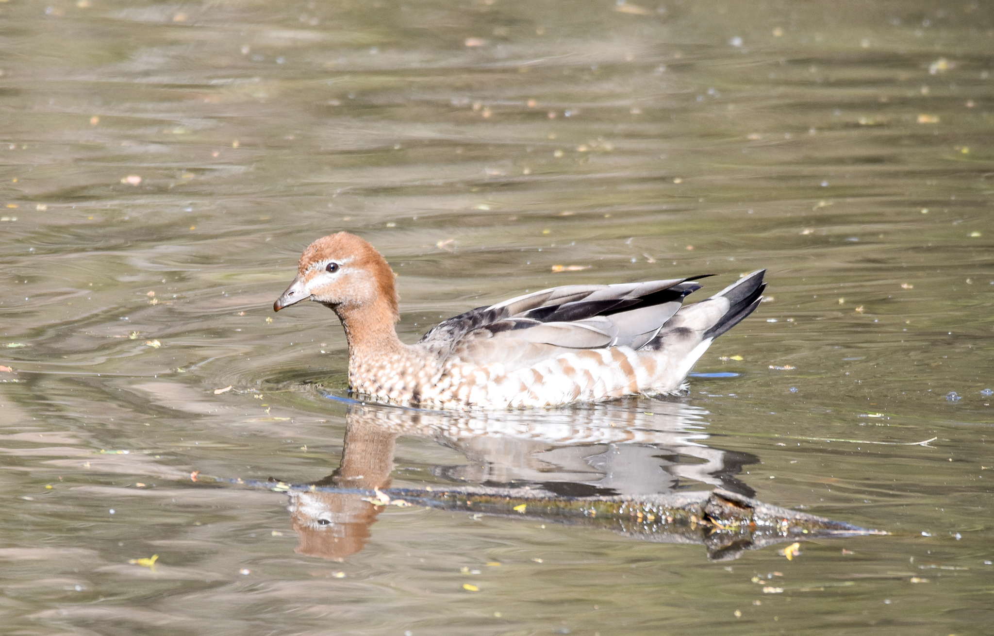 Australian Wood-Duck