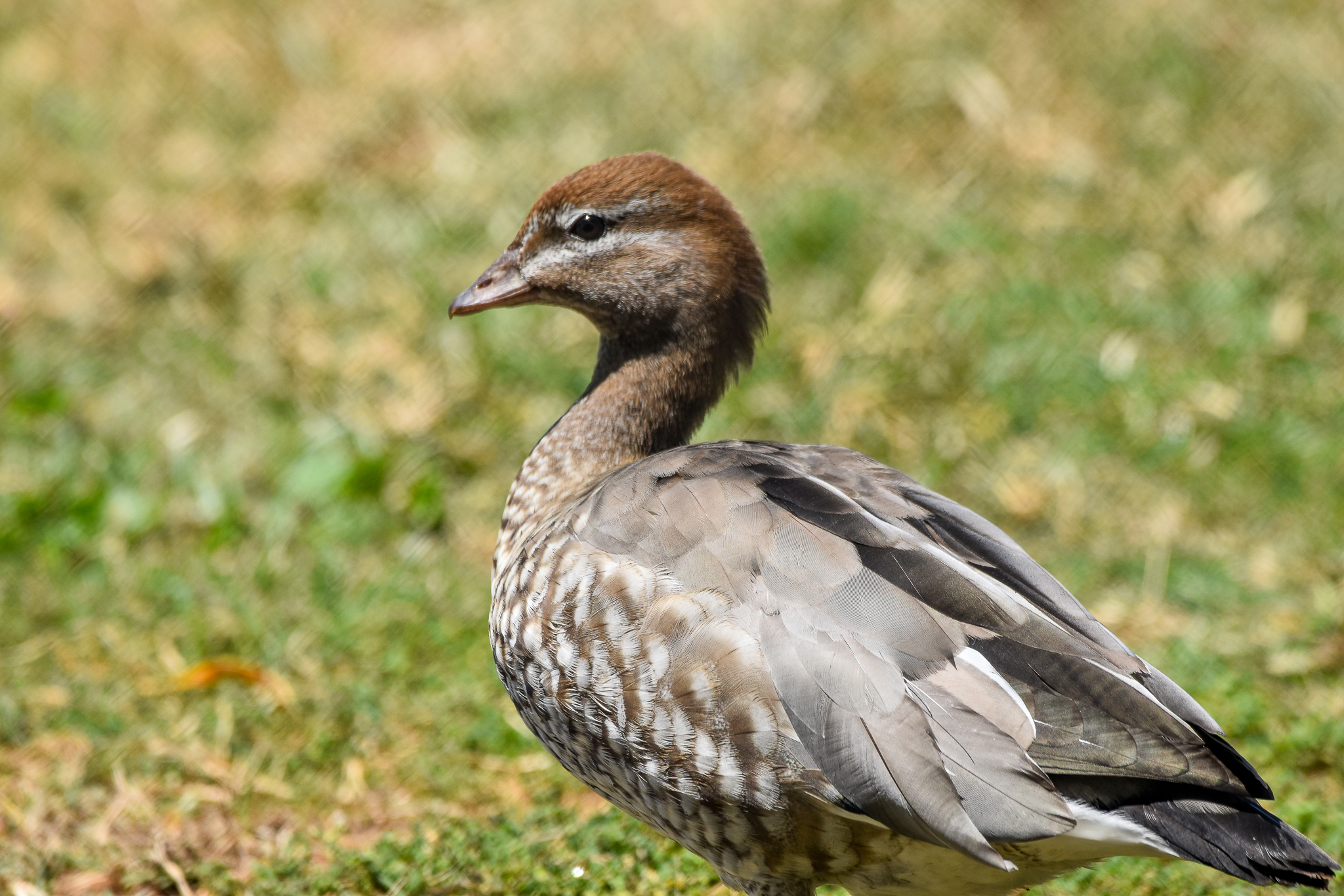 Australian Wood-Duck