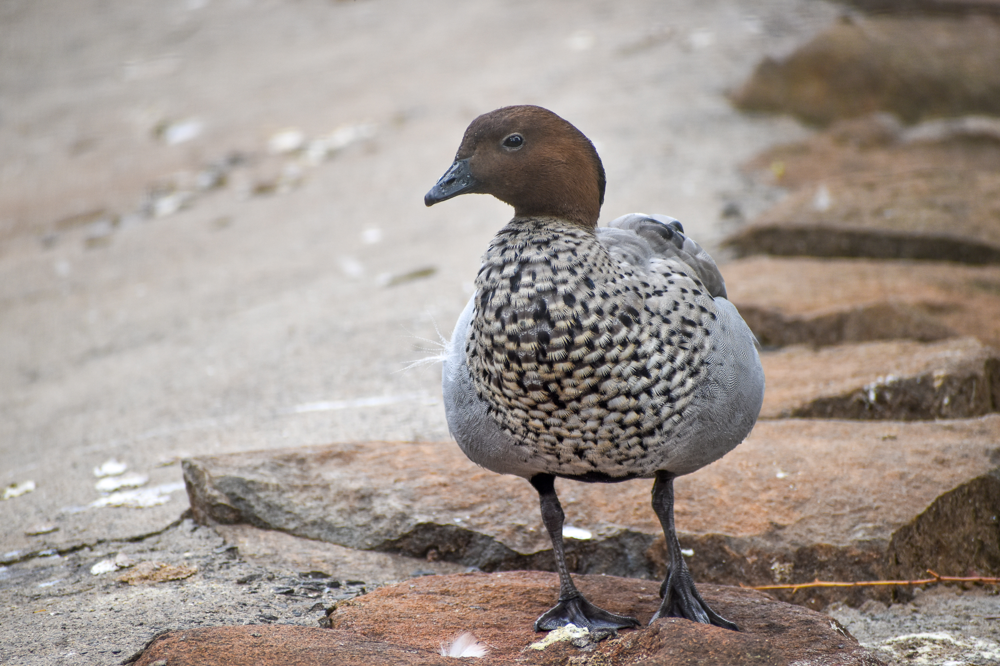 Australian Wood-Duck