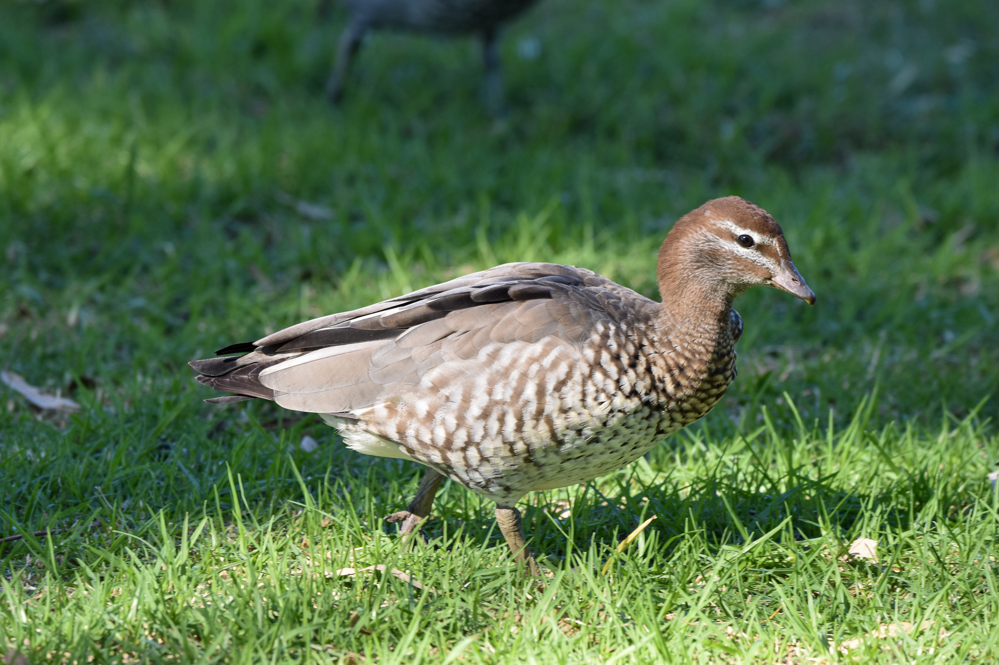 Australian Wood-Duck