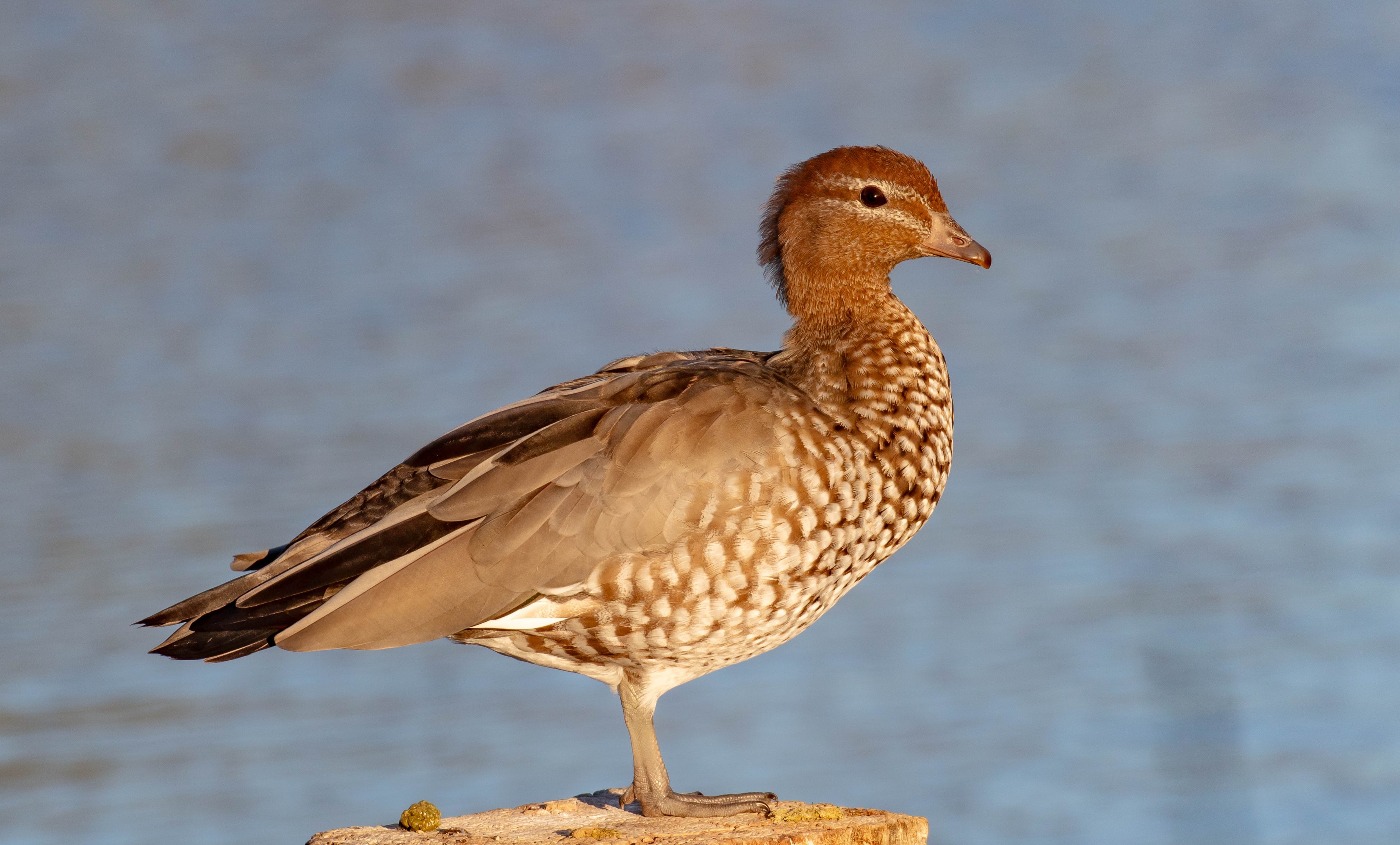 Australian Wood Duck