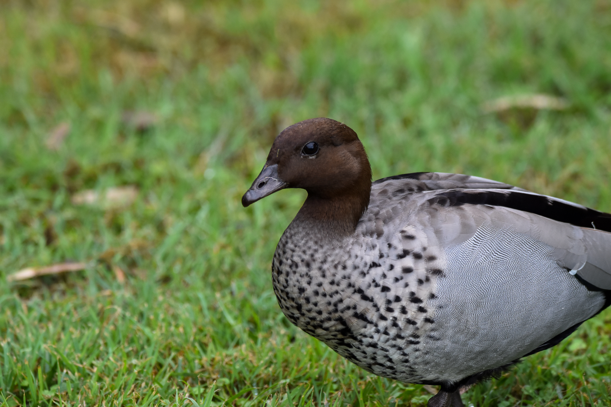 Australian Wood Duck