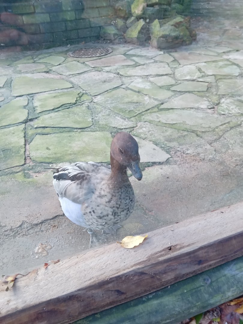 Australian Wood Duck