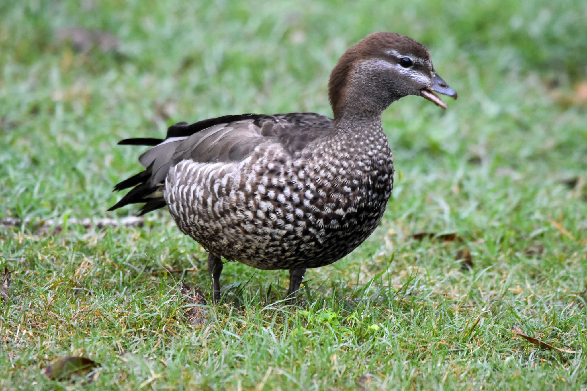 Australian Wood-Duck