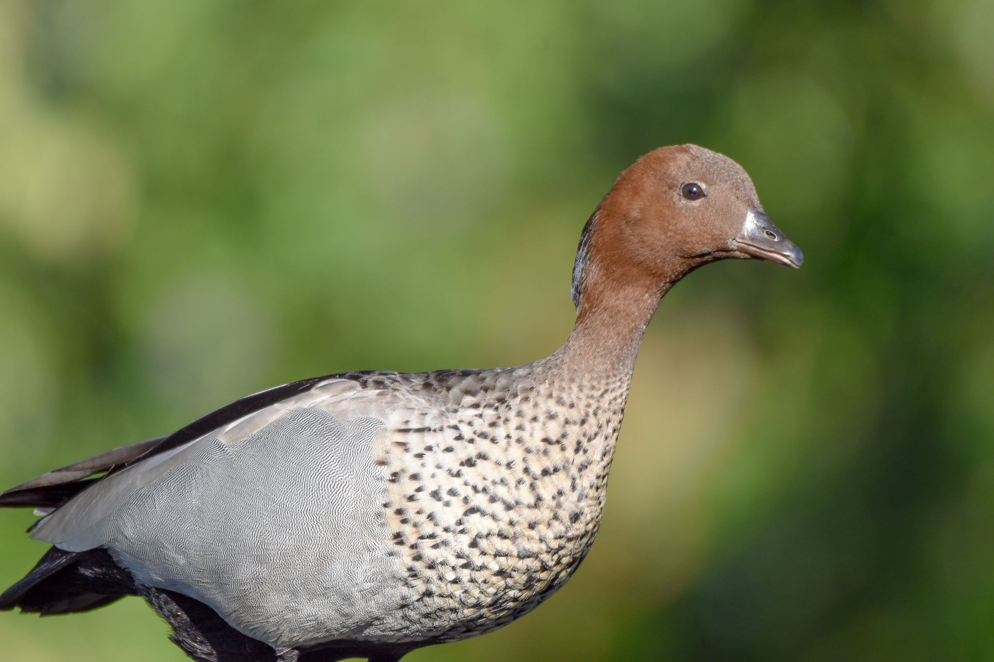 Australian Wood-Duck