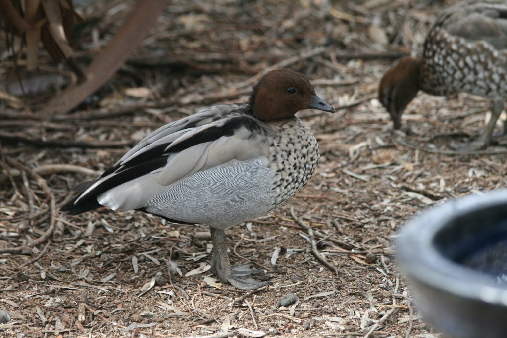 Australian Wood Duck