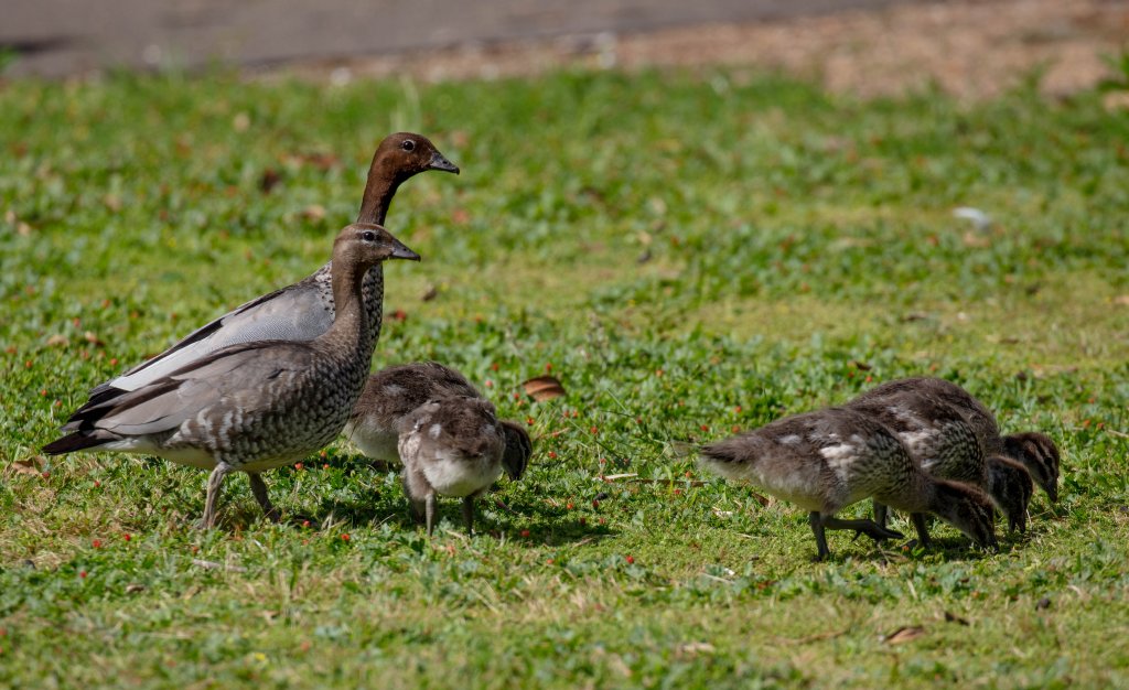 Australian Wood Ducklings
