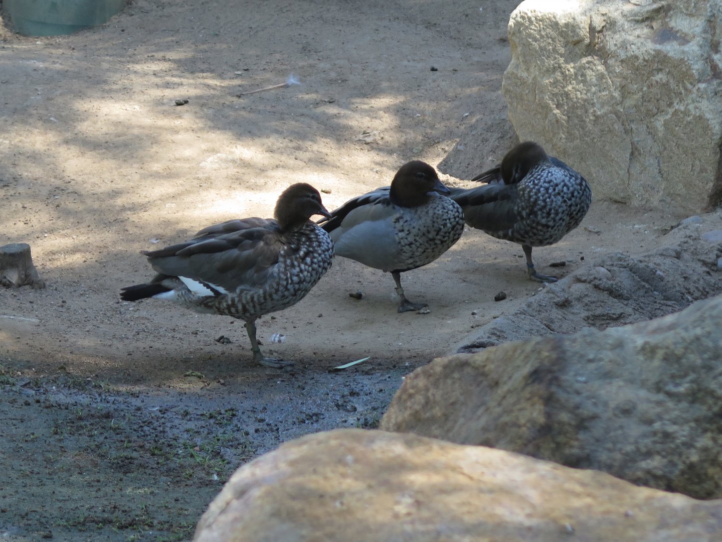 Australian Wood Ducks(8/23/2024)