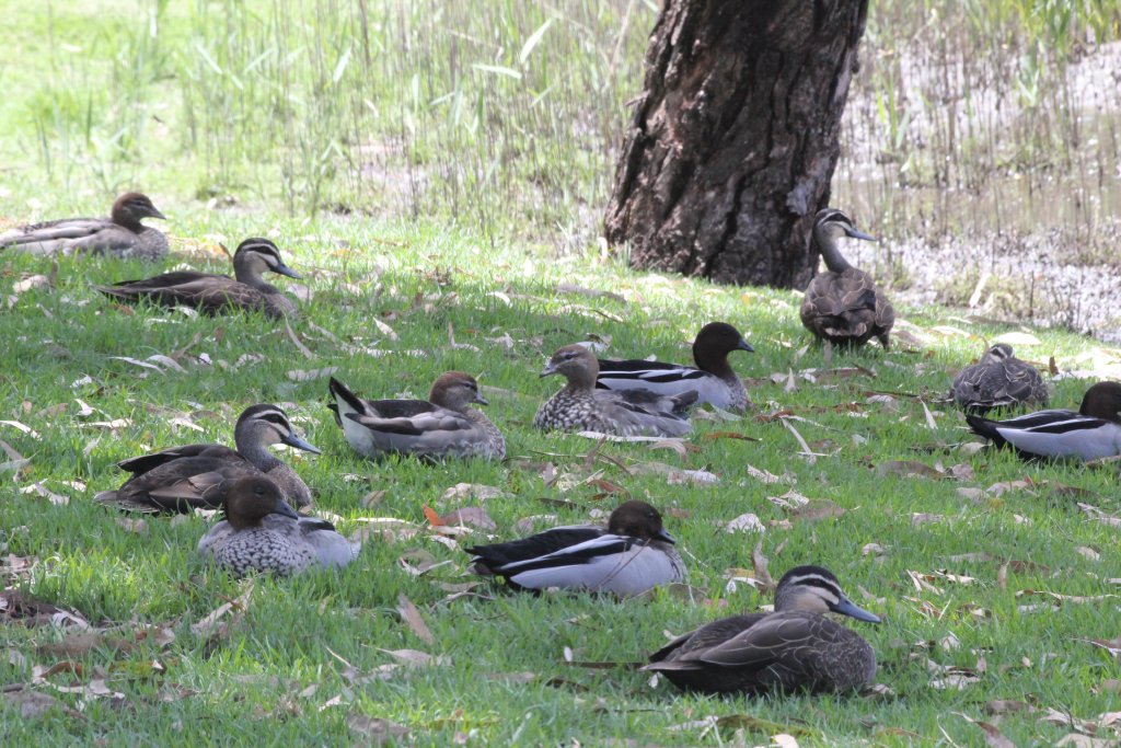 Australian Wood Ducks and Black Ducks - wild