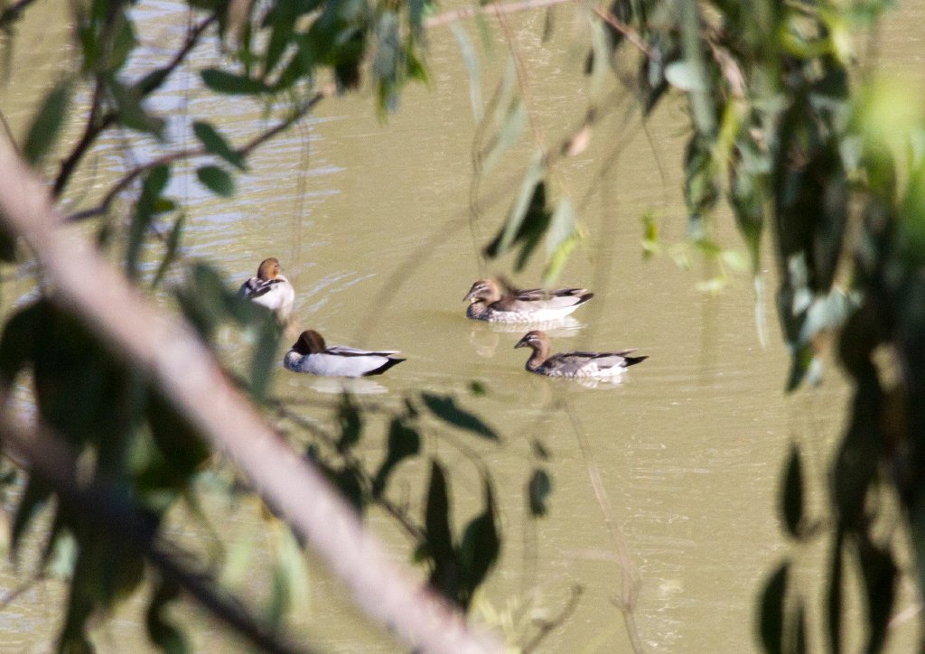 Australian Wood Ducks (Chenonetta jubata)