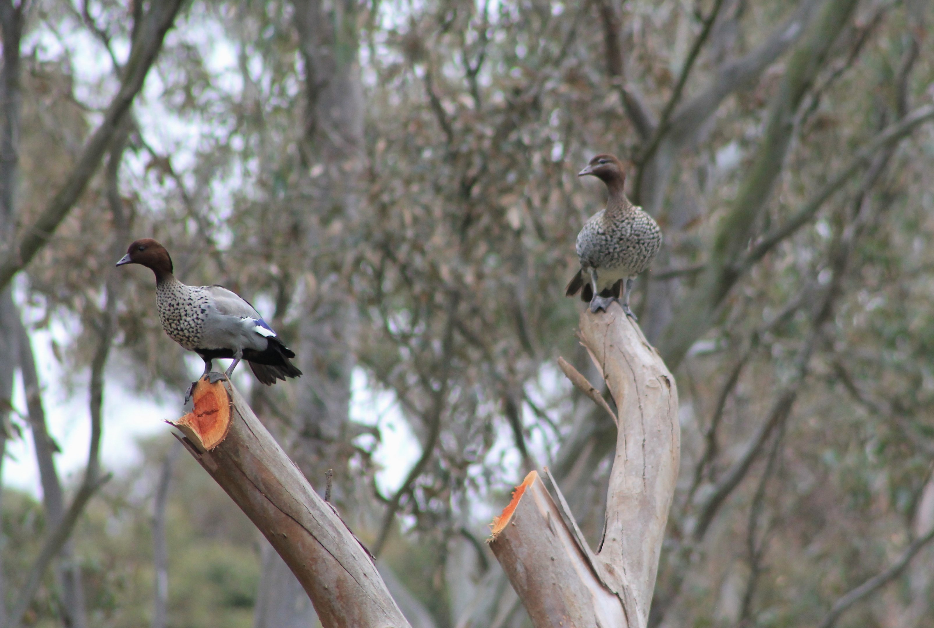 Australian Wood Ducks (Chenonetta jubata)