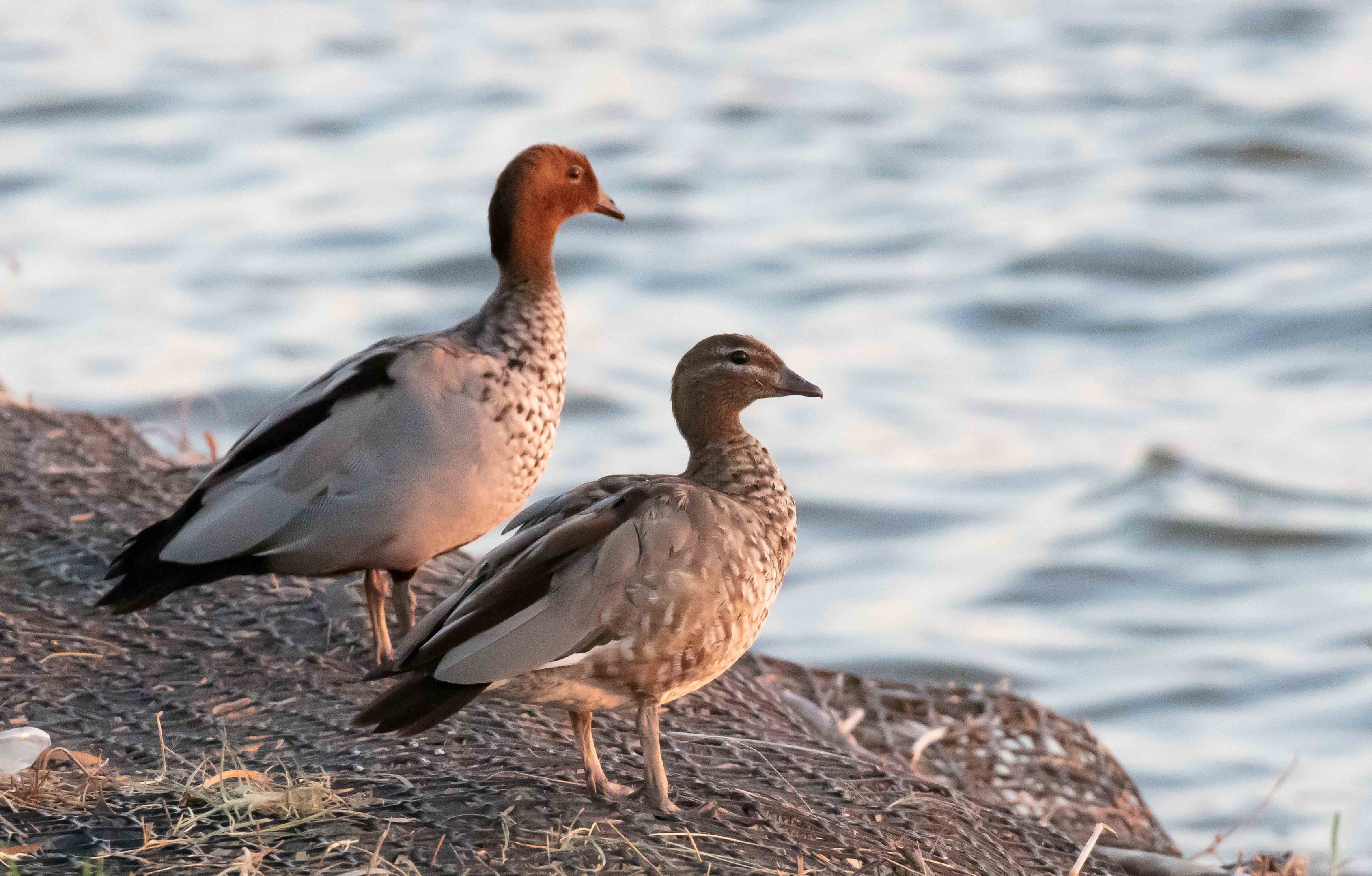 Australian Wood Ducks watching the sunrise