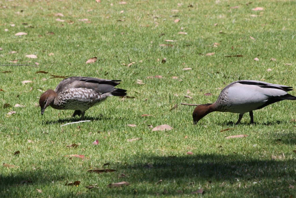 Australian Wood Ducks - wild