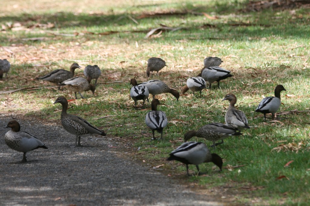 Australian Wood Ducks