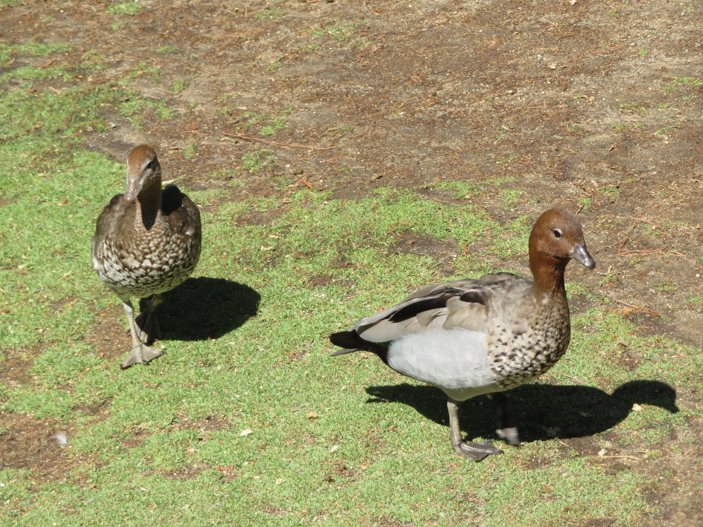 Australian Wood Ducks