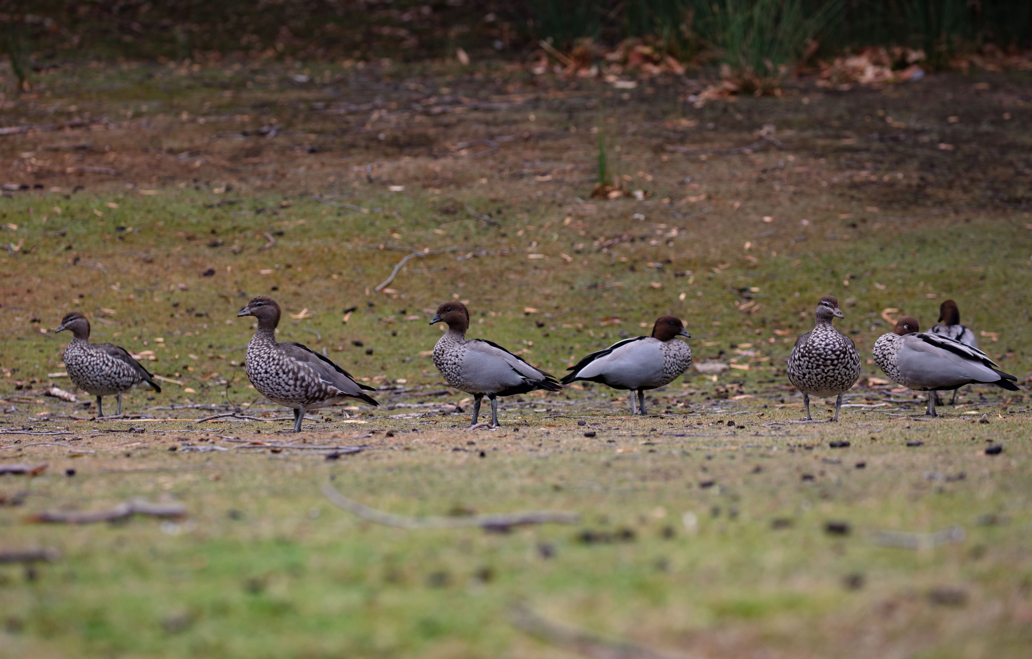 Australian Wood Ducks